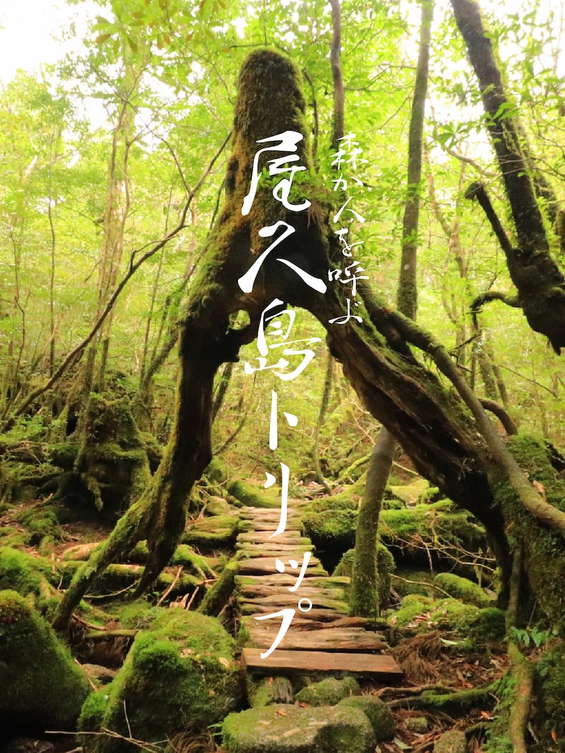 森が人を呼ぶ屋久島TRIP